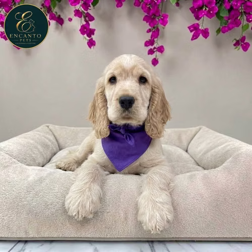 Cachorro Cocker Spaniel Ingles Beige Tradicional / English Cocker Spaniel Buff disponible - Imagen 5