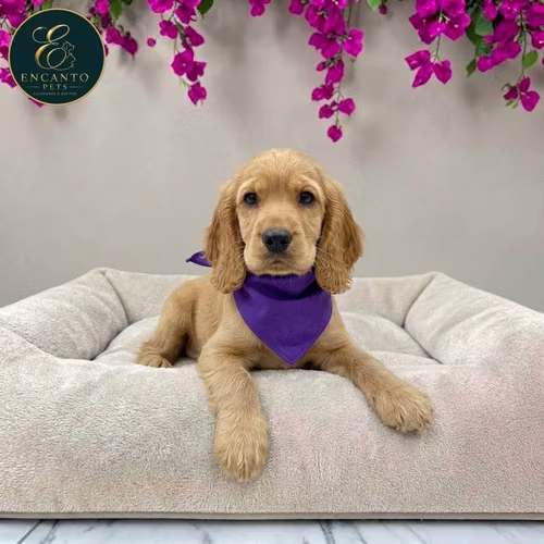 Cachorro Cocker Spaniel Ingles Beige Tradicional / English Cocker Spaniel Buff disponible - Imagen 6