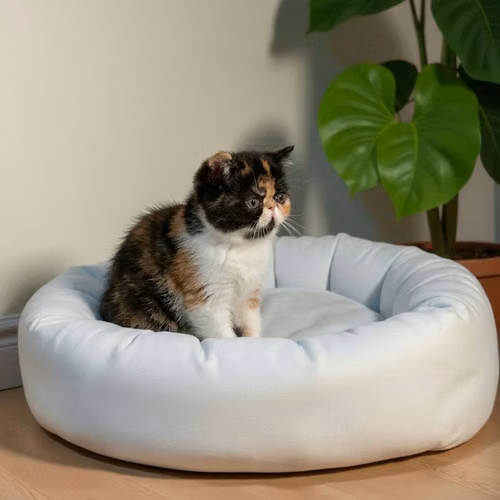 Gatito EXOTICO DE PELO CORTO disponible - Imagen 10