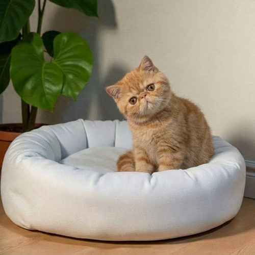 Gatito EXOTICO DE PELO CORTO disponible - Imagen 5