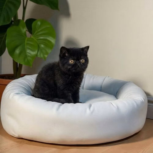 Gatito EXOTICO DE PELO CORTO disponible - Imagen 9