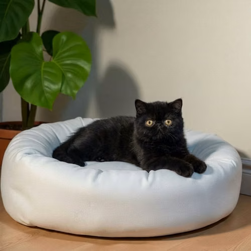 Gatito EXOTICO DE PELO CORTO disponible - Imagen 6
