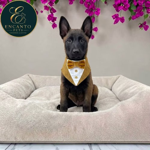 Cachorro PASTOR BELGA MALINOIS disponible - Imagen 2