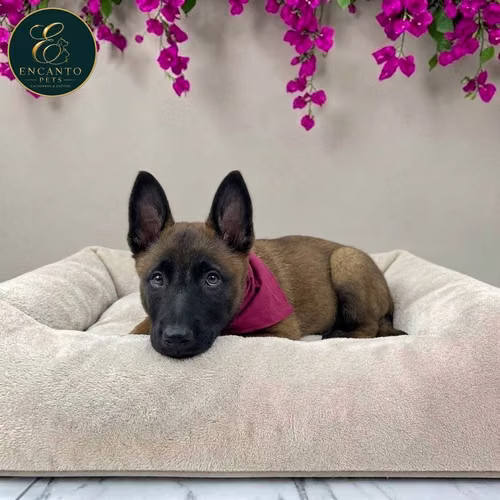 Cachorro PASTOR BELGA MALINOIS disponible - Imagen 5