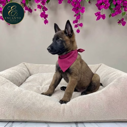 Cachorro PASTOR BELGA MALINOIS disponible - Imagen 6