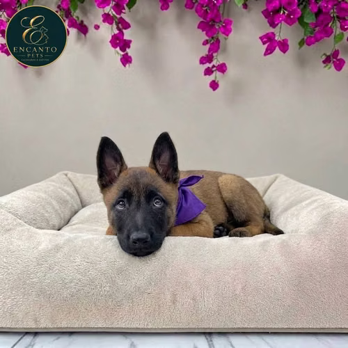 Cachorro PASTOR BELGA MALINOIS disponible - Imagen 9