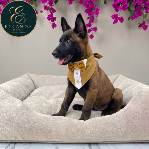 Cachorro PASTOR BELGA MALINOIS disponible - Imagen 3