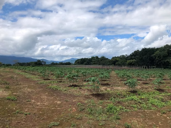 SE VENDE, Terreno en  Orotina multiples usos de suelo  GVO - Imagen 5