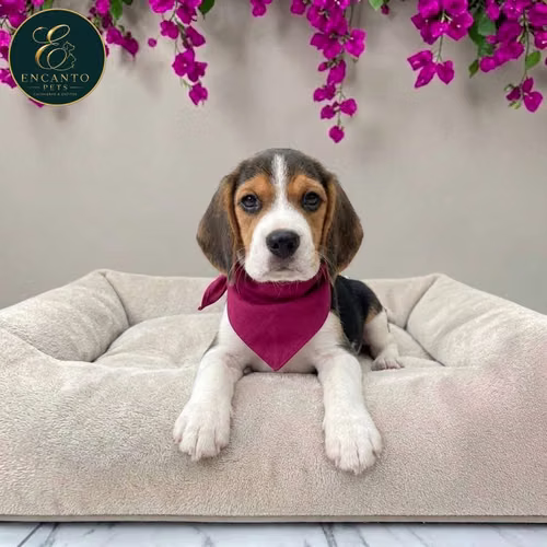 Cachorro BEAGLE POCKET AMERICANO TRADICIONAL disponible - Imagen 3