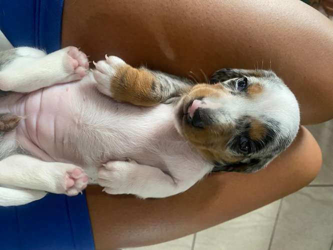 Perro salchichas  - Imagen 3