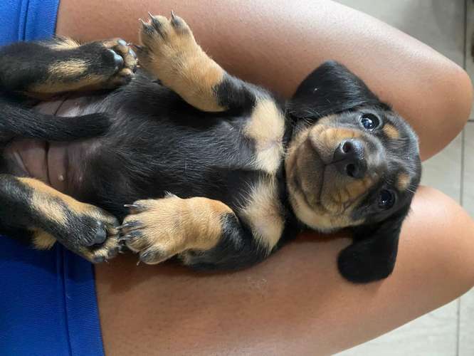 Perro salchichas  - Imagen 4