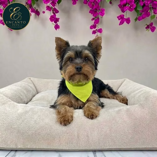 Cachorro Yorkie Miniatura / Yorkshire Terrier Miniature disponible - Imagen 2