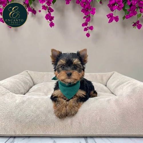 Cachorro Yorkie Miniatura / Yorkshire Terrier Miniature disponible - Imagen 3
