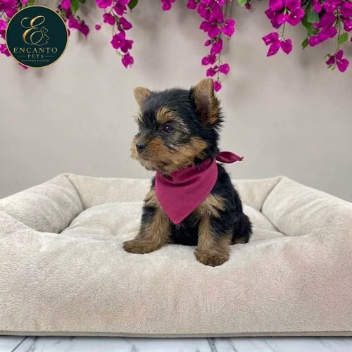 Cachorro Yorkie Miniatura / Yorkshire Terrier Miniature disponible - Imagen 8