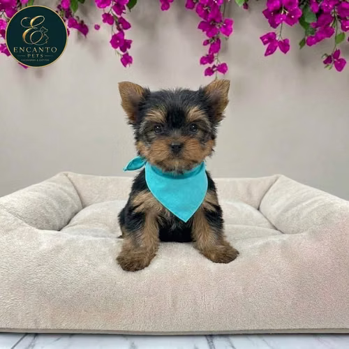 Cachorro Yorkie Miniatura / Yorkshire Terrier Miniature disponible - Imagen 7