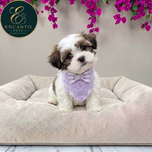 Cachorro Pequinés Maltés / Pekingese Maltese Mix disponible - Imagen 8