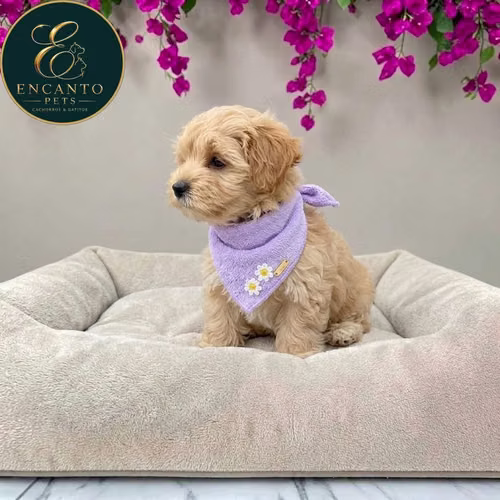 Cachorro Pequinés Maltés / Pekingese Maltese Mix disponible
