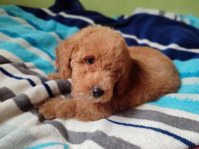 French poodles Apricor y rojo