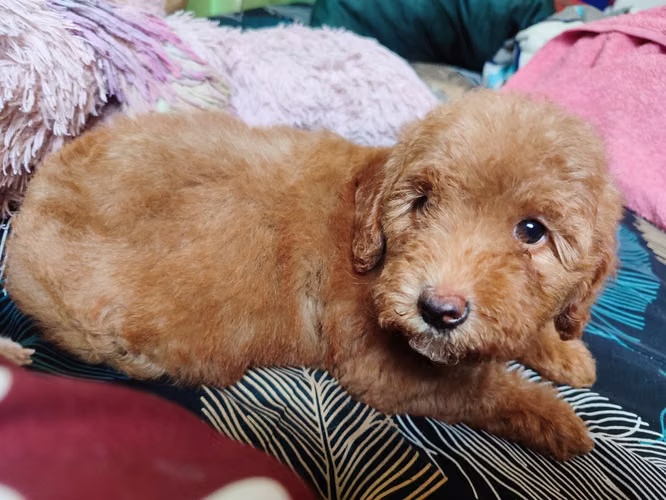 French poodles Apricor y rojo