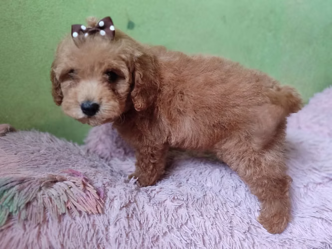 French poodles Apricor y rojo