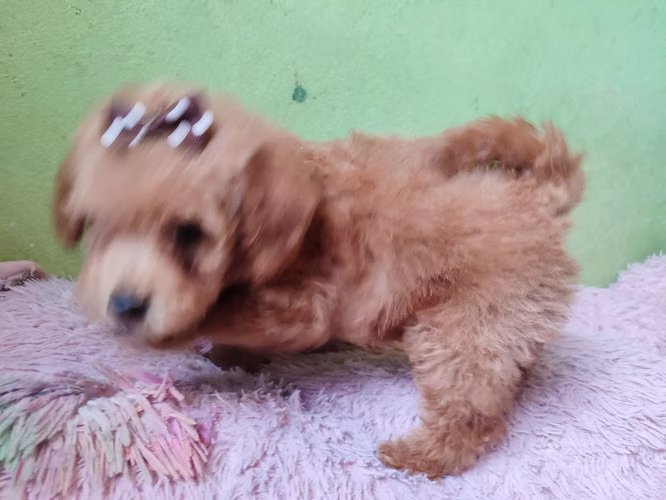 French poodles Apricor y rojo