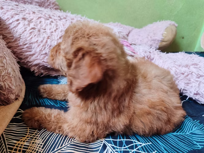 French poodles Apricor y rojo