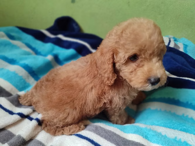 French poodles Apricor y rojo
