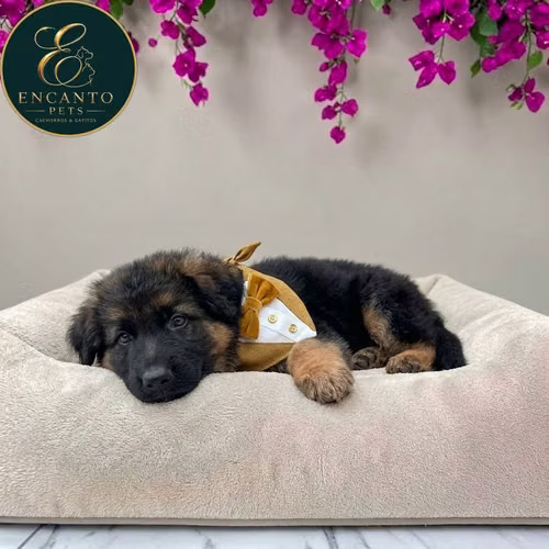 Cachorro PASTOR ALEMAN PELO CORTO disponible - Imagen 2
