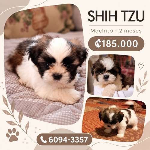 Shitzu 