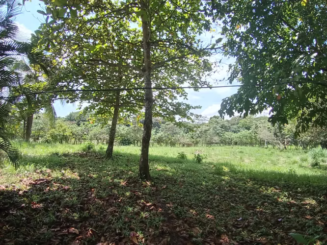 SE VENDE TERRENO EN OROTINA DE UNA HECTÁREA - Imagen 9