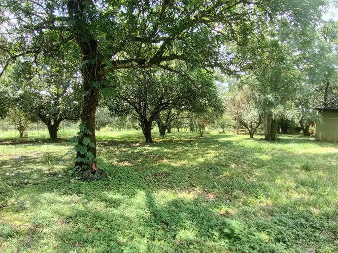 SE VENDE TERRENO EN OROTINA DE UNA HECTÁREA - Imagen 12