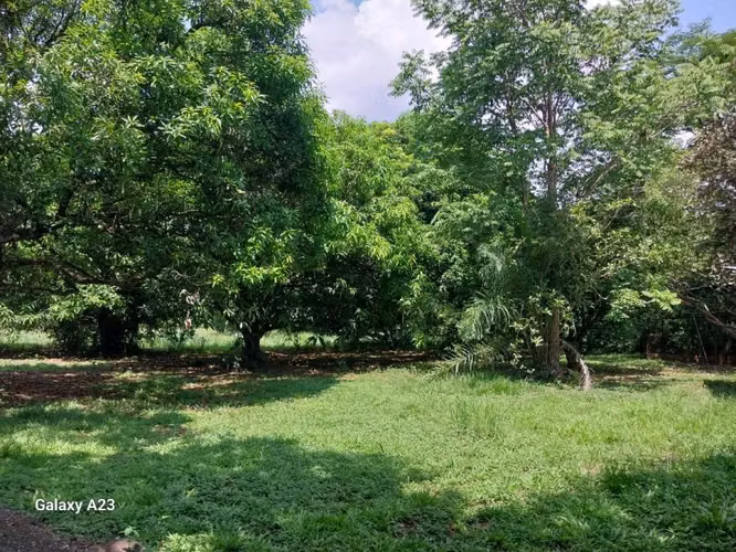 SE VENDE TERRENO EN OROTINA DE UNA HECTÁREA - Imagen 11