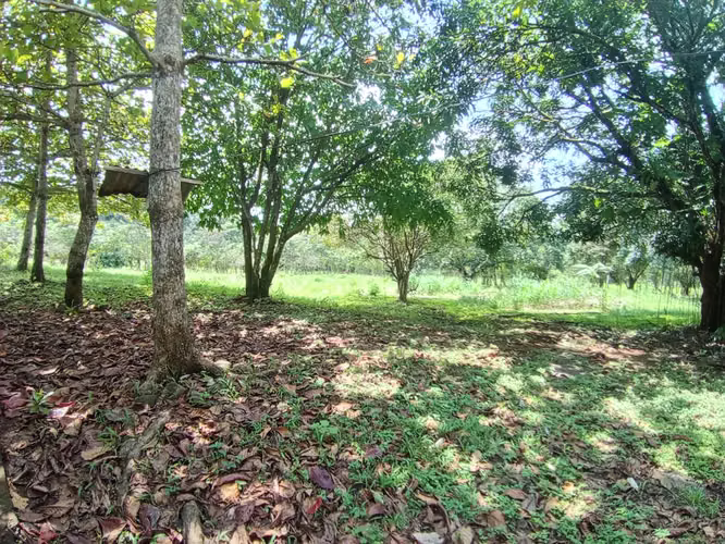 SE VENDE TERRENO EN OROTINA DE UNA HECTÁREA - Imagen 10