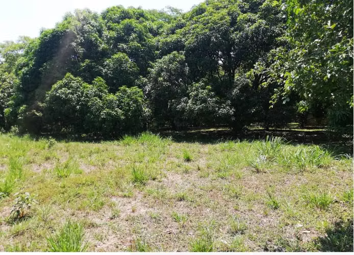 SE VENDE TERRENO EN OROTINA DE UNA HECTÁREA - Imagen 8