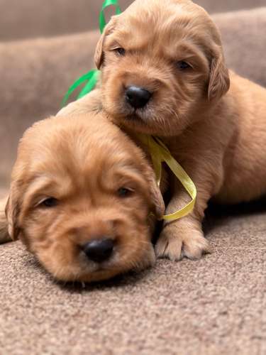 Golden retriever machos y hembras