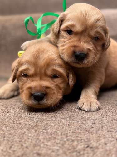Golden retriever machos y hembras
