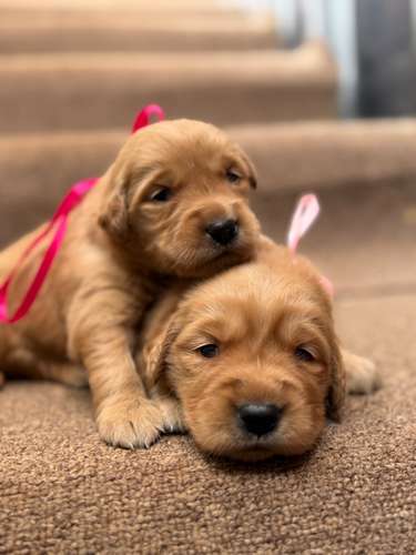 Golden retriever machos y hembras
