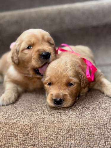 Golden retriever machos y hembras