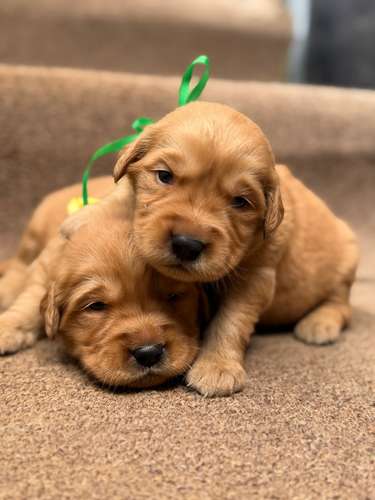 Golden retriever machos y hembras