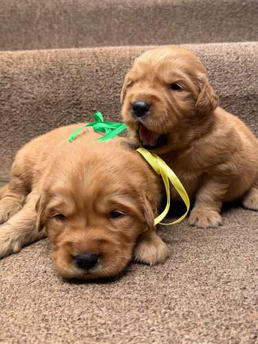 Golden retriever machos y hembras