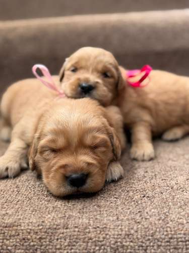 Golden retriever machos y hembras