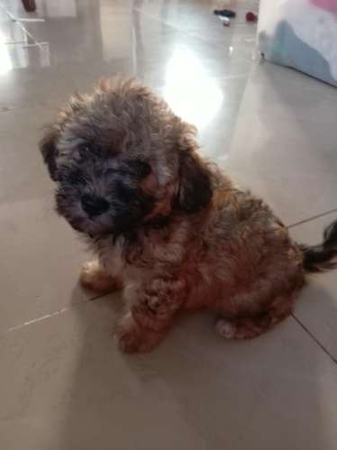 French poodle