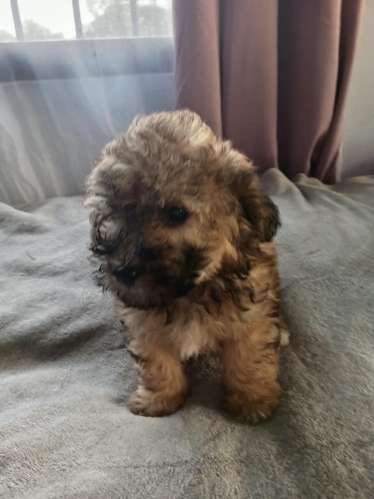 French poodle