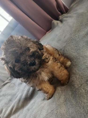 French poodle