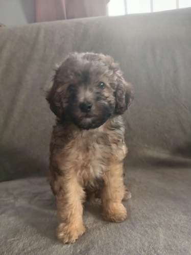 French poodle