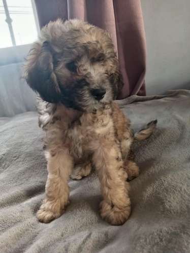 French poodle