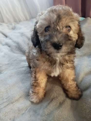 French poodle