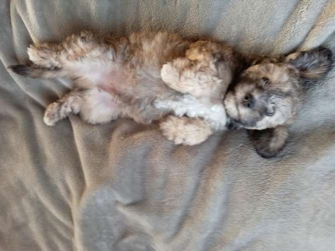 French poodle