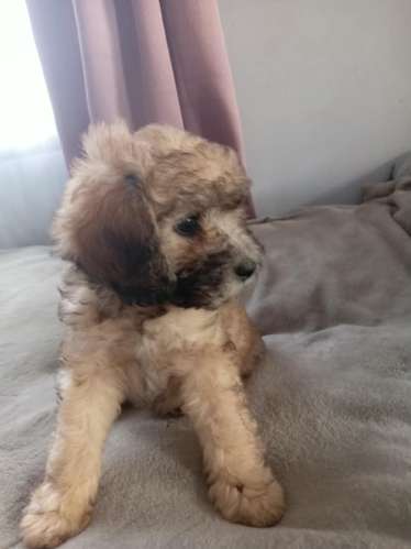 French poodle
