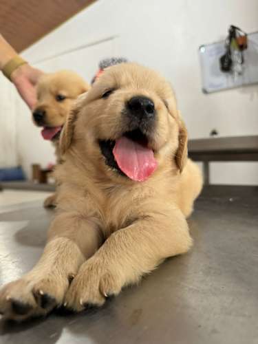 GOLDEN RETRIVER 2 MESES MACHOS LISTOS PARA ENTREGA 15 OCTUBRE 2026